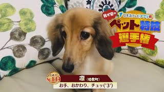 【我が家のペット特技選手権】凛（伯耆町）