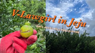 [V-Lawgirl in Jeju] 제주도 귤농사 체험기 Ep.3