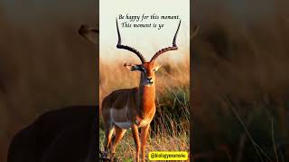 This Imapala will make You Happy | Stay Focused 🎯Biomotivation @biologyexams4u