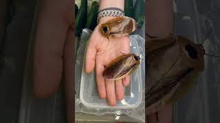 insetos gigantes - bichos estranhos