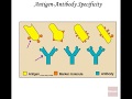 Microbiology of Antibody & Antigen Recognition