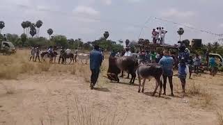 Thirumayam smr kalai in sethurapatti manjarattu