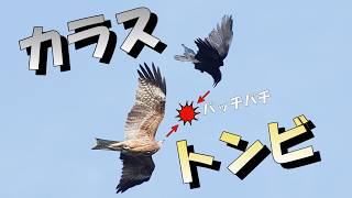 カラスとトビ（鳶）の空中戦・モビング　カラスがトビに執拗な嫌がらせを仕掛けるも、華麗な動きで攻撃をかわすトビ　体が大きいのに機敏なトビ