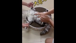 撸猫这一块我们可是认真的#猫咪 #撸猫