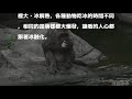 萌萌片》高溫看牠吃冰 心跟著一起融化了