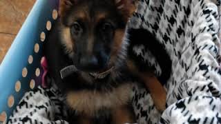 *GERMAN SHEPHERD PUPPY GROWS UP IN 60 SECONDS* 8 weeks - 1 year
