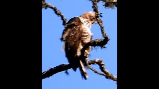 Mountain Hawk-Eagle | Hodgson’s Hawk-Eagle | Bird | Bird Watching | Wildlife | Nature | Khonoma