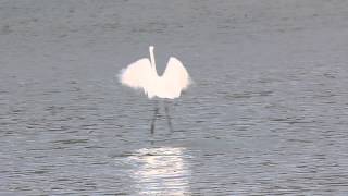 Intermediate egret catching fish, 中白鷺吃魚