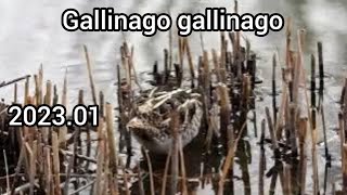 Common snipe | Water birds in the park | January 2023