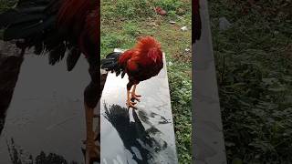 தீவனம் இல்ல தாத்தா கோவணம் கூட கிடையாது | Kozhi Koothukkal | Country Chicken |#trend #viral #shrots