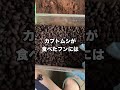 フンまみれになったカブトムシ実は凄い