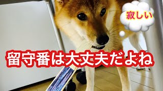 柴犬ルル　留守番は大丈夫だよね　柴犬うどんとラーメン　ヒコーキ耳が見たくて　＃200