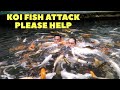 koi fish attack at La Verna Resort - inspired by Dexter's world and Paul cuffaro #PaulCuffaro