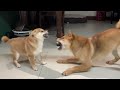 two shiba inu fights the younger sister is the most fierce because she is smaller