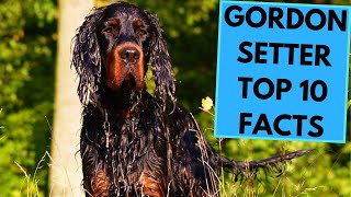 Gordon Setter - TOP 10 Interesting Facts