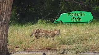 යාල කැලේ අහිංසක කොටි                Poor Leopard at Yala National Park