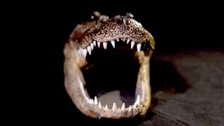 How Capitalism Helped Save the American Alligator