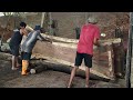 sawing giant logs using manual tools