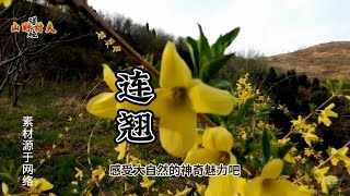 探寻连翘与迎春花的独特魅力与价值