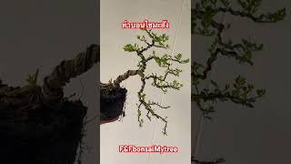 บอนไซมือใหม่ เริ่มทำบอนไซ  บอนไซมะสังกึ่งตกกระถาง #บอนไซ #bonsai  #ปลูกต้นไม้ #plants #ศิลปะ #มะสัง