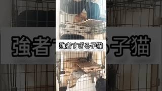 強者すぎる子猫 #ガルツキちゃんねる #保護猫 #子ねこ #cat #猫動画 #多頭飼いの日常