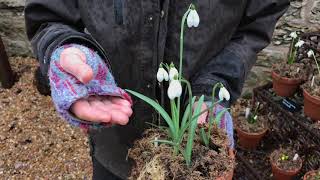 All about Snowdrops