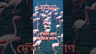 ওয়াও বিউটিফুল #shorts #funny ❤️❤️❤️💝💝💝