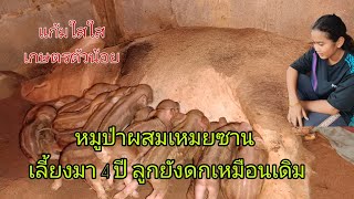 หมูป่าผสมเหมยซานลูกดก เลี้ยงมา 4ปีแล้ว ยังลูกดกเหมือนเดิม@แก้มใสใสเกษตรตัวน้อย