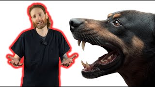 Why is my dog suddenly aggressive towards me - Veterinary behavior specialist explains