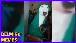 Belmiro Memes: Dublagens de animais engraçados - Episódio 356