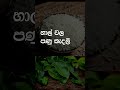 හාල් ගුල්ලන්ගෙන් ආරක්ෂා කර ගන්න අමාරුයි නේද 👌 sinhala cooking tips short recipe