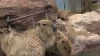 カピバラ　（福山市立動物園篇）出遅れちゃった～