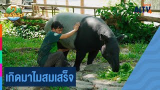 เกิดมาไมสมเสร็จ | เกิดมาไม...สัตว์  (19 เม.ย. 67)