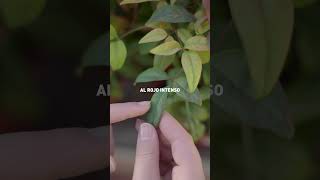 ARBUSTOS de NAVIDAD resistentes para el JARDÍN