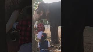 ആനവായിൽ അമ്പഴങ്ങ, കിട്ടിയ പഴക്കൊല അകത്താക്കി ആനക്കുട്ടൻ.. #elephant #shorts #shortvideo #pooram