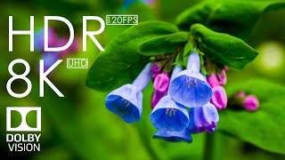 Colorful Spring with Sun and Flower 8K - 8K HDR 60FPS Dolby Vision
