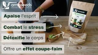 Thé Matcha Japonais Bio | Amoseeds | Qualité Supérieure