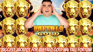 Biggest Handpay Jackpot On YOUTUBE HISTORY For Buffalo Gold Wonder 4 TALL FORTUNES Slot Machine