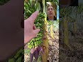 do bananas 🍌 grow on bushes trees or grass comment below banana bananas tenerife bananaplant