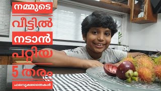 M\u0026Mഞങ്ങളുടെ വീട്ടിലെ ഫലവൃക്ഷ തോട്ടം/  നമ്മുടെ വീട്ടിൽ ഉറപ്പായും നടേണ്ട5 തരം ഫലവൃക്ഷതൈകൾ