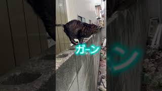 しゃべる猫🙄　最後に『謝れ〜💢』って逆ギレ😳