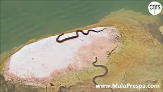 Golem Grad - The island of reptiles #island #reptiles #golemgrad #mallaprespa #subscribe