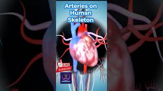 Arteries on Human Skeleton