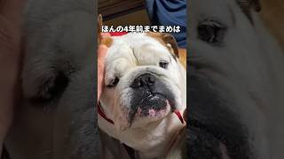 【レア映像】いつからこうなってしまったのか… #まめりき #ブルドッグ #ブルドッグまめ