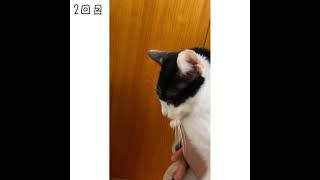 猫壁チャレンジやってみたらまさかの結果だった…