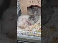 我真的麻了家人们 仓鼠宝宝的日常 仓鼠🐹 养鼠日常分享 它真的好像个小宝宝 鼠鼠我呀