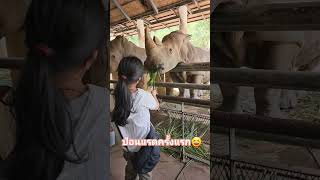 #แรด #สวนสัตว์เปิดเขาเขียว #พัทยา #ชลบุรี #สวนสัตว์ #rhino #rhinoceros #ป้อนอาหาร #เขาเขียว