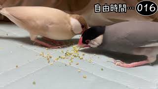 文鳥飼育日記シーズン2第654回目