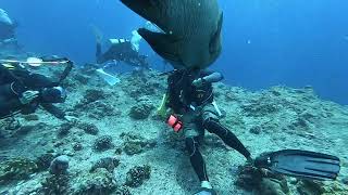 大人の人間サイズのナポレオンフィッシュ　パラオ　Big Napoleon Fish at Palau