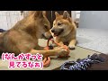 柴犬兄弟の激し過ぎるおもちゃバトル！兄のガチギレによって、弟が目を飛び出しビビる瞬間がヤバ過ぎた！